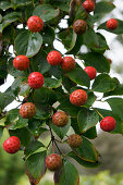 Cornus kousa Weisse Fontäne