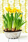 Daffodils (Narcissus) in a cake tin against a patterned background