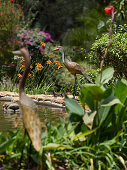 Sculptures of herons by the pond in the lush garden