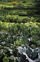 Salad and vegetable beds