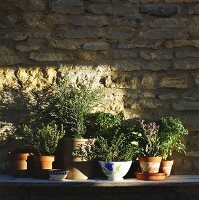 Herbs de Provence in Pots