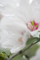 Malvenblüte (Close Up)