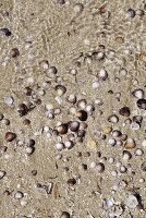 Shells on a sandy beach