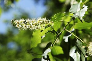 Alder buckthorn blossom (Frangula alnus)