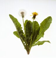 Dandelion plant with flower and seed head