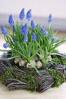 Grape hyacinths in willow wreath