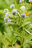 Blue sweet clover (trigonella caerulea)