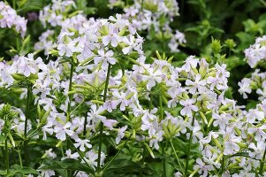 Common soapwort (saponaria officinalis)