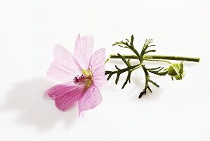 Common mallow flower