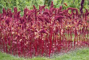Red herbaceous plants in garden