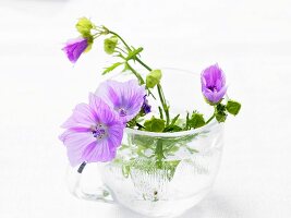 Malvenblüten im Wasserglas