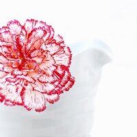 A red and white carnation