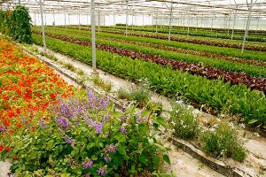 Aufzucht von essbaren Blüten, Balaguer, Lleida, Katalonien, Spanien