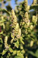 A Patchouli Plant