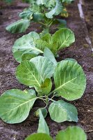 Young Cabbage Plants in an Organic Garden