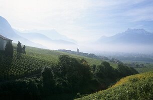 Wine-growing near Yvorne, Aigle, Vaud, Switzerland