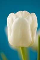 Eine weiße Tulpe