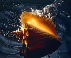 Conch Shell In Water; Splash