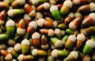 Many acorns (full picture)