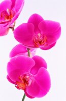Orchids (close-up)