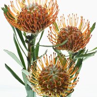 King Protea  Flowers