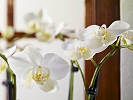 weiße Orchideen als Blumendeko