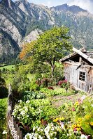 A vegetable garden in Pretzhof, South Tyrol