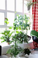 Various pot plants in front of a transom window