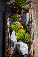 Succulents and stones in a DIY bed