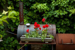 Ranunkeln in Metallkasten auf altem Grill im Garten