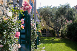 Italienischer Garten mit Olivenbaum und Rosen