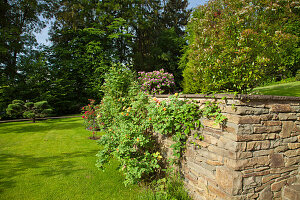 Blühende Pflanzen an Natursteinmauer im Garten