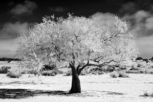 Schneebedeckter Olivenbaum