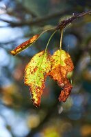Autumnal leaves on tree