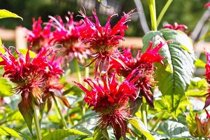 Bergamot with flowers in a garden