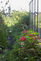 Summer garden with blooming flowers