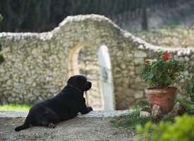 Hund im Garten neben Blumentopf mit Pelargonien vor Steinmauer