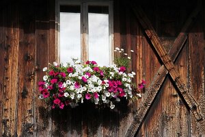 Petunien am Fenster von altem Bauernhaus