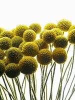 Yellow, spherical seed heads on slim stems