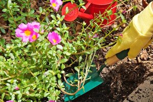 Flowers being planted in a garden