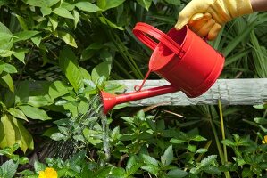 Watering Garden with a Red Watering Can