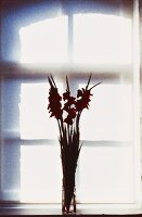 A gladiola in a vase on a window sill