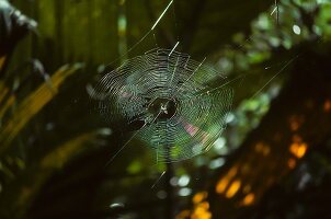 Spider's web in woods