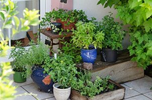 Pots of fresh herbs on terrace