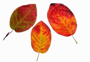 Three autumn leaves