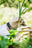 Gardener holding a white onion