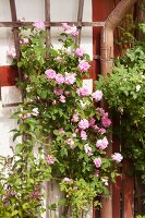 Pink climbing rose on wooden trellis on house facade