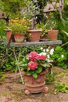 Red hydrangea in terracotta pot in front of potted olive tree and violas on potting table