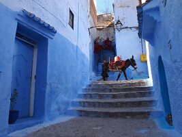 A man with a pack donkey in a blue alleyway in the Medina of Chefchaouen, Morocco
