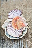 Scallop shells, sand and fishing net on rustic wooden surface